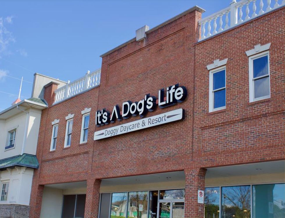 it's a dog life exterior